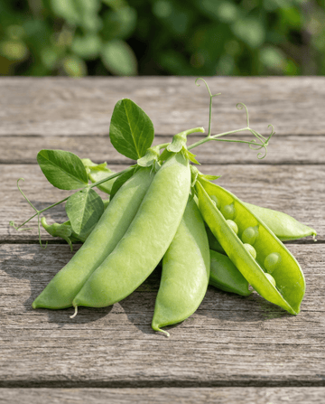 Nasiona groszku cukrowego Sweetsalome (Pisum sativum) – warzywo jednoroczne