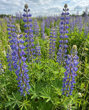Nasiona niebieskiego łubinu na nawóz zielony 100g (Lupinus angustifolius) – roczny nawóz zielony