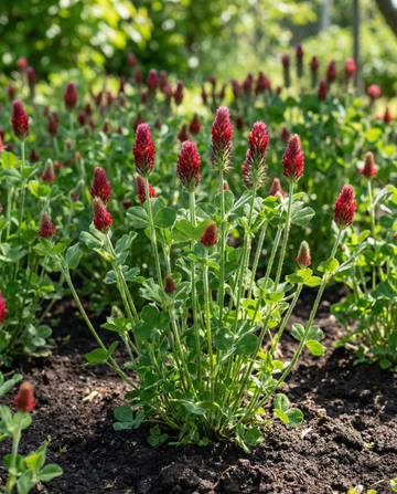 Koniczyna karmazynowa nawóz zielony 200g (Trifolium incarnatum) – jednoroczne nasiona nawozu zielonego od SeedsChoice