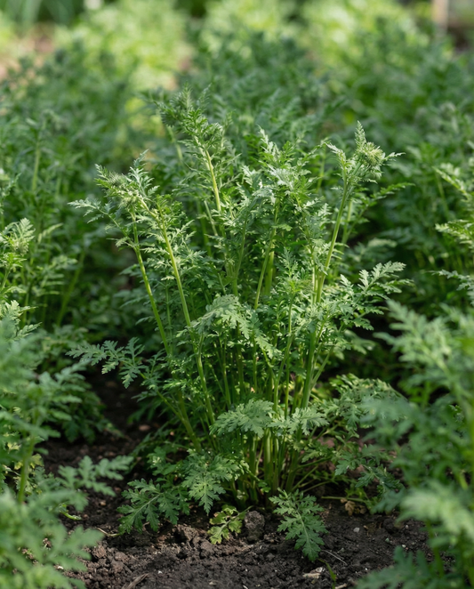 Facelia błękitna nawóz zielony 100g (Phacelia tanacetifolia) – nasiona rocznego nawozu zielonego od SeedsChoice