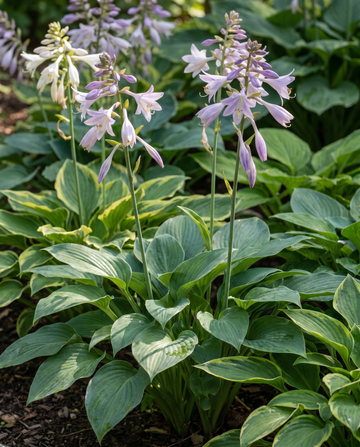 Nasiona Hybrid Varieties 0.15g (Hosta × hybrida) – mieszanka bylinowa