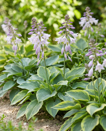 Hybrid Varieties 0.15g (Hosta × hybrida) – nasiona mieszanki bylinowej od SeedsChoice