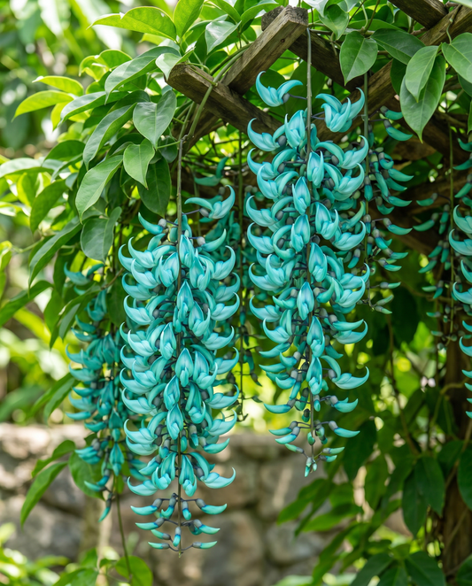 Jade Vine Turquoise Climber (Strongylodon macrobotrys) – climber seeds from SeedsChoice