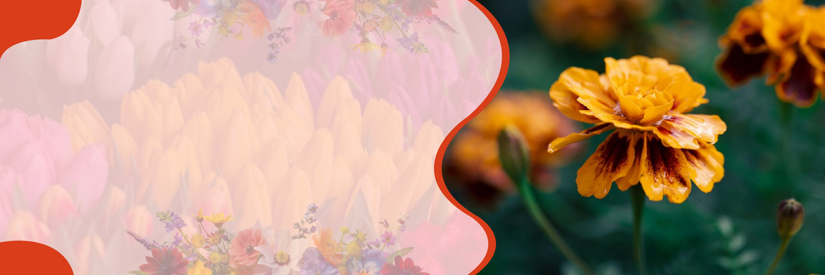 Flower – banner at SeedsChoice