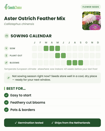 Kalendarz siewu dla Aster Ostrich Feather Mix w umiarkowanym klimacie europejskim: siew od marca do maja, sadzenie od maja do czerwca, kwitnienie od lipca do września; nasiona zachowują żywotność do następnego sezonu siewnego