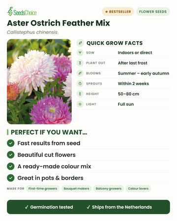 Aster Ostrich Feather Mix Callistephus chinensis quick grow facts: sow indoors or direct in spring, plant out after last frost, blooms summer to early autumn, height 50-80 cm, full sun — feathery cut flowers in a colour mix