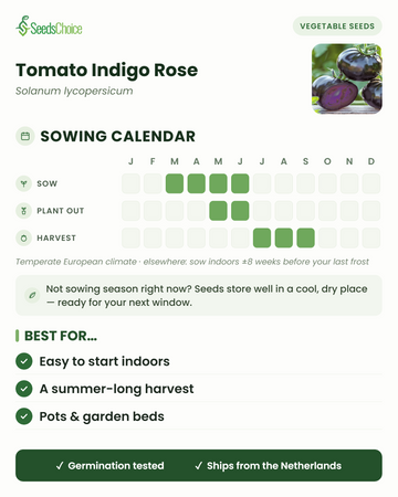 Kalendarz siewu dla Tomato Indigo Rose w umiarkowanym klimacie europejskim: siew od marca do czerwca, sadzenie na zewnątrz od maja do czerwca, zbiór od lipca do września; nasiona zachowują żywotność do następnego sezonu siewnego