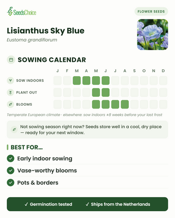 Kalendarz siewu dla Lisianthus Sky Blue w umiarkowanym klimacie europejskim: siew pod osłonami od marca do czerwca, sadzenie na zewnątrz od maja do czerwca, kwitnienie od maja do sierpnia; nasiona zachowują żywotność do następnego sezonu siewnego