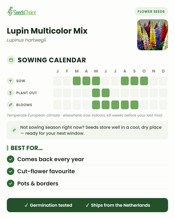 Kalendarz siewu dla Lupin Multicolor Mix w umiarkowanym klimacie europejskim: siew od marca do maja lub od sierpnia do października, kwitnienie od maja do września; nasiona zachowują żywotność do następnego sezonu siewnego