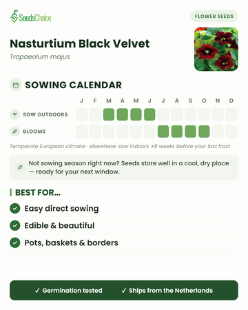 Sowing calendar for Nasturtium Black Velvet in a temperate European climate: direct sow March to June, blooms July to October; seeds store well until the next sowing season