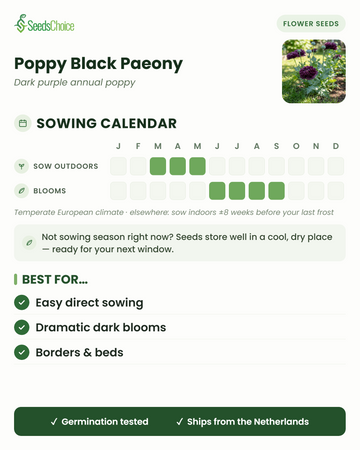 Kalendarz siewu dla Poppy Black Paeony w umiarkowanym klimacie europejskim: siew bezpośredni od marca do maja, kwitnienie od czerwca do września; nasiona zachowują żywotność do następnego sezonu siewnego
