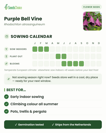 Kalendarz siewu dla Purple Bell Vine w umiarkowanym klimacie europejskim: siew pod osłonami od stycznia do marca, sadzenie na zewnątrz od maja do czerwca, kwitnienie od czerwca do września; nasiona zachowują żywotność do następnego sezonu siewnego