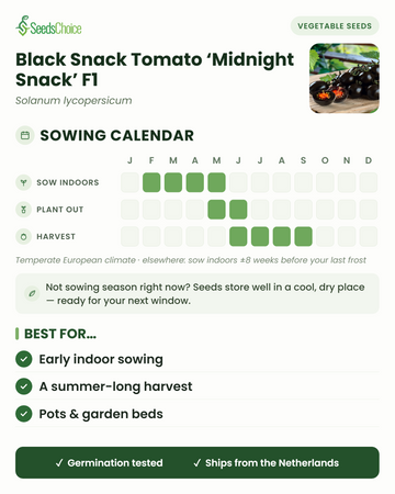 Kalendarz siewu dla Black Snack Tomato Midnight Snack F1 w umiarkowanym klimacie europejskim: siew pod osłonami od lutego do maja, sadzenie od maja do czerwca, zbiór od czerwca do września; nasiona zachowują żywotność do następnego sezonu siewnego