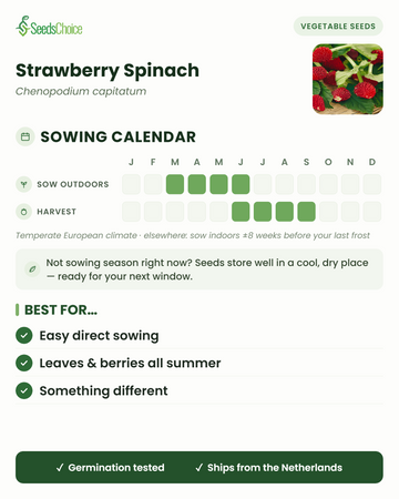 Kalendarz siewu dla Strawberry Spinach w umiarkowanym klimacie europejskim: siew bezpośredni od marca do czerwca, zbiór od czerwca do września; nasiona zachowują żywotność do następnego sezonu siewnego