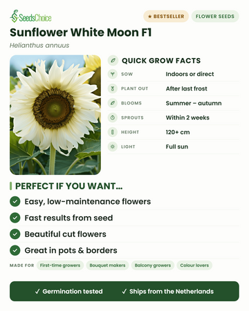 Sunflower White Moon F1 quick grow facts: sow indoors or direct in spring, plant out after last frost, blooms summer to autumn, height 120+ cm, full sun — key benefits and who this white sunflower suits
