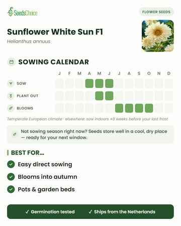 Kalendarz siewu dla Sunflower White Sun F1 w umiarkowanym klimacie europejskim: siew od kwietnia do czerwca, sadzenie na zewnątrz od maja do czerwca, kwitnienie od lipca do października; nasiona zachowują żywotność do następnego sezonu siewnego