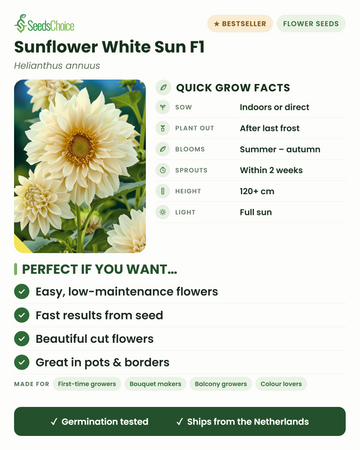Sunflower White Sun F1 quick grow facts: sow indoors or direct in spring, plant out after last frost, blooms summer to autumn, height 120+ cm, full sun — key benefits and who this white sunflower suits